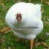 robinbird211